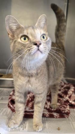 Ca  Kiss - Domestic Short Hair
