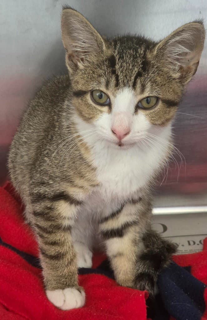 Ca  Applejack - Domestic Short Hair