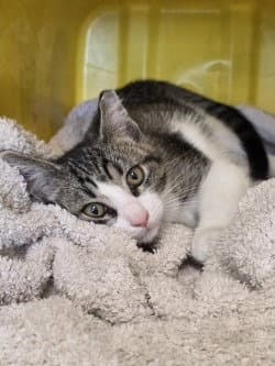 Ca  Flint - Domestic Short Hair