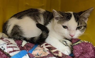 Ca  Sammy - Domestic Short Hair