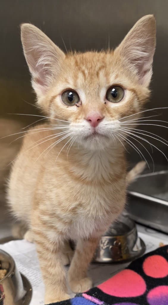 Ca  Davis - Domestic Short Hair