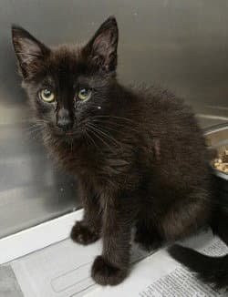 Fc  Gelato - Domestic Short Hair