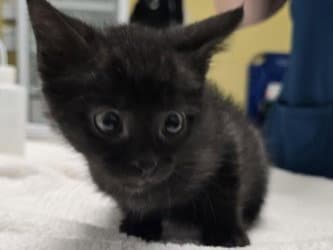 Ca  Wozza - Domestic Short Hair