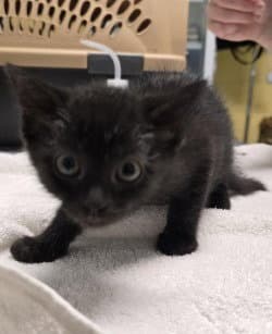 Ca  Fuzzy - Domestic Short Hair