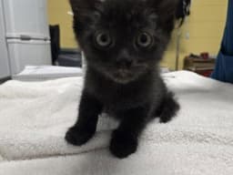 Ca  Fuzzy image 3