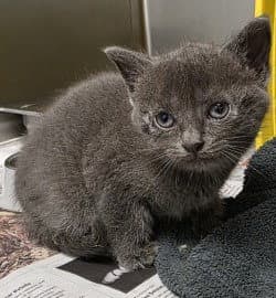 Ca  Misty - Domestic Long Hair