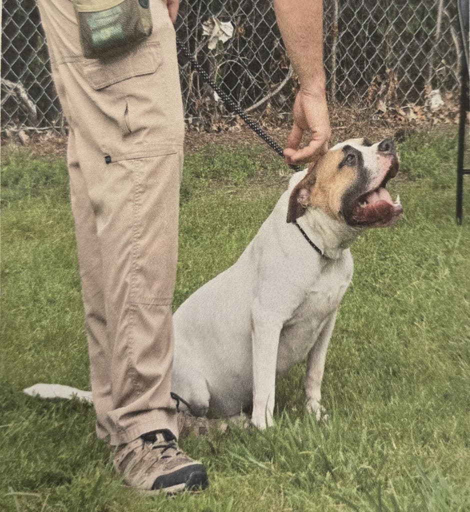 Da  Chinco - Pit Bull Terrier