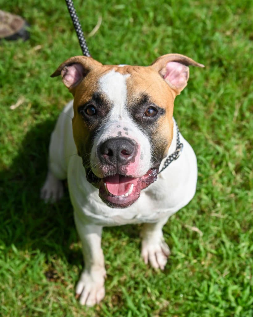 Da  Chinco - Pit Bull Terrier