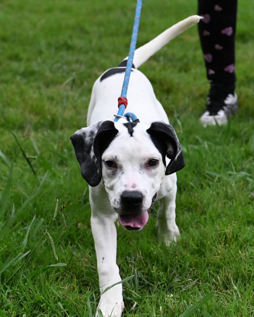 Pr  Terri - Great Dane