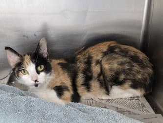 Ca  Calypso - Calico