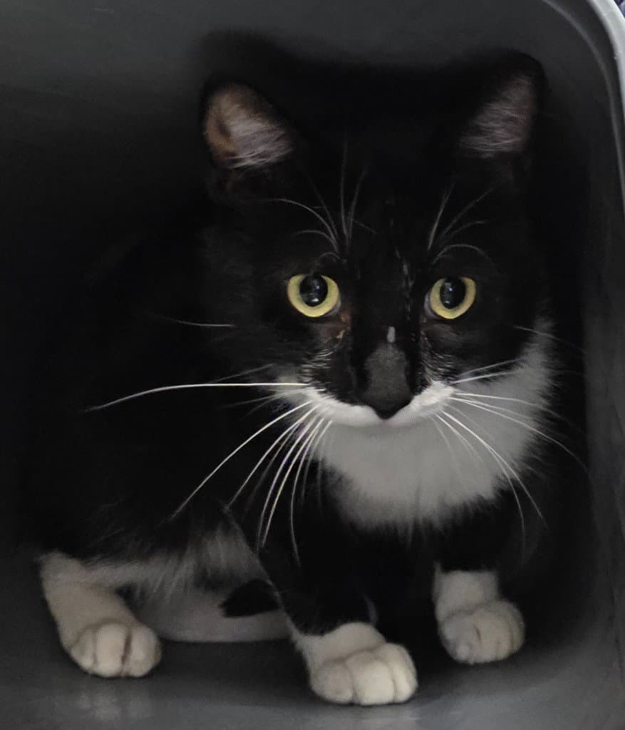 Fc  Jojo - Domestic Short Hair
