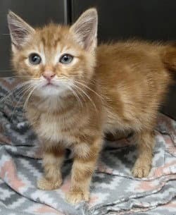 Ca  General Cheeto - Domestic Short Hair