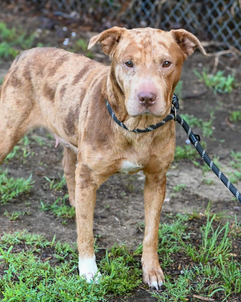 Da  Brandi - Pit Bull Terrier