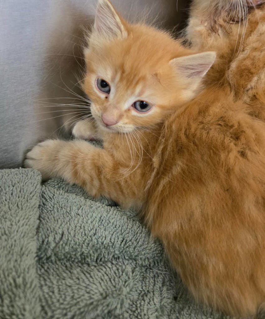 Ca  Berlios - Domestic Medium Hair