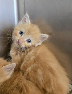 Ca  Thomas O'malley - Domestic Medium Hair