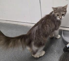 Ca  Summer Breeze - Domestic Short Hair