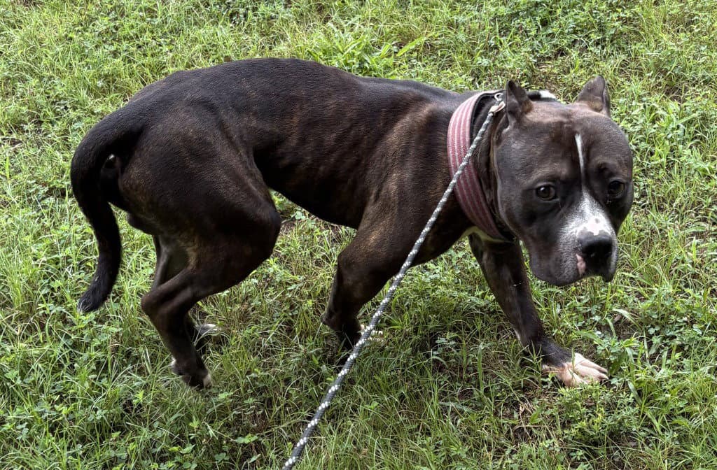 Da  Chop - Pit Bull Terrier
