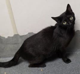 Fc  Pepper - Domestic Short Hair