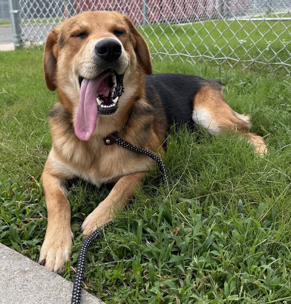 Dq  Freddy - Hound
