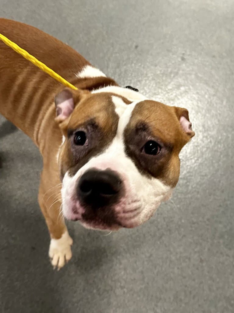 Di  Zepplin - Pit Bull Terrier