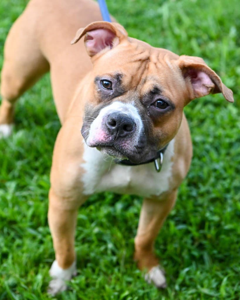 Di  Twiggy - Pit Bull Terrier
