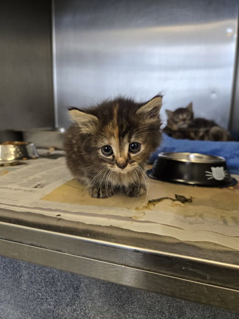 Ca  Madame - Domestic Medium Hair