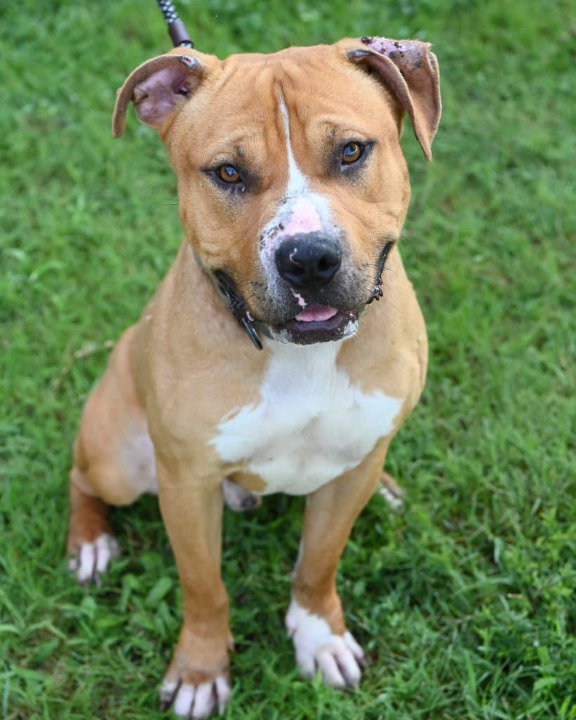 Da  Louie - Pit Bull Terrier