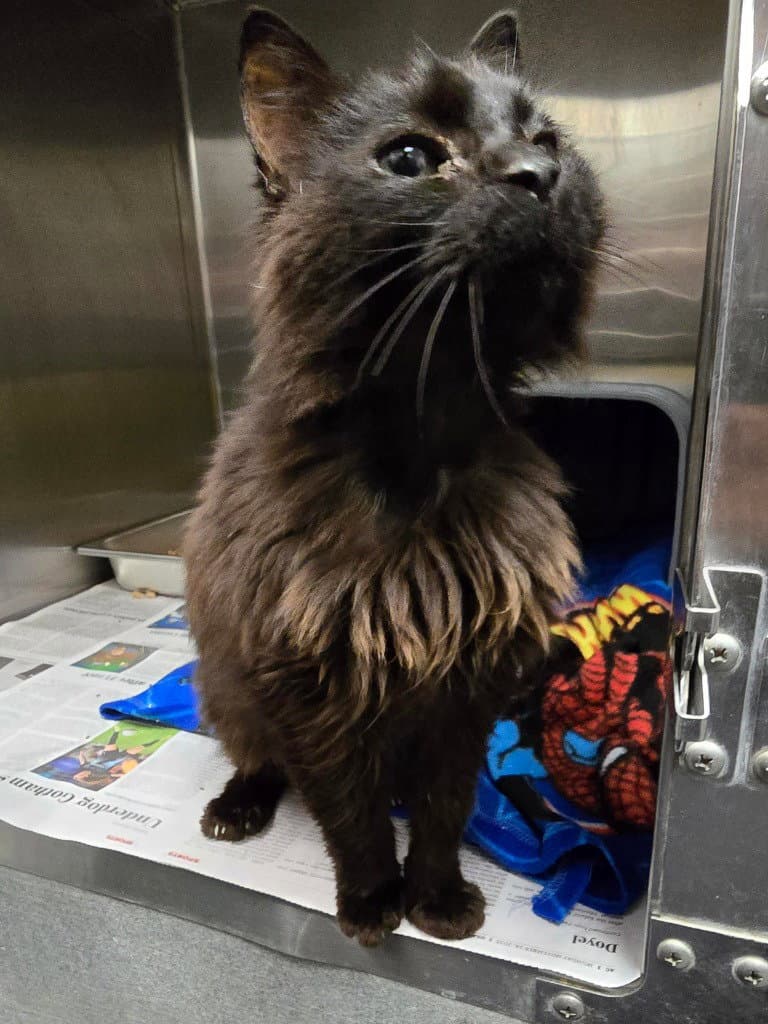 Fc  Dahlia - Domestic Long Hair