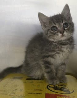 Ca  Joey - Domestic Short Hair