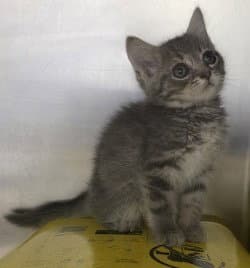 Ca  Joey image 3
