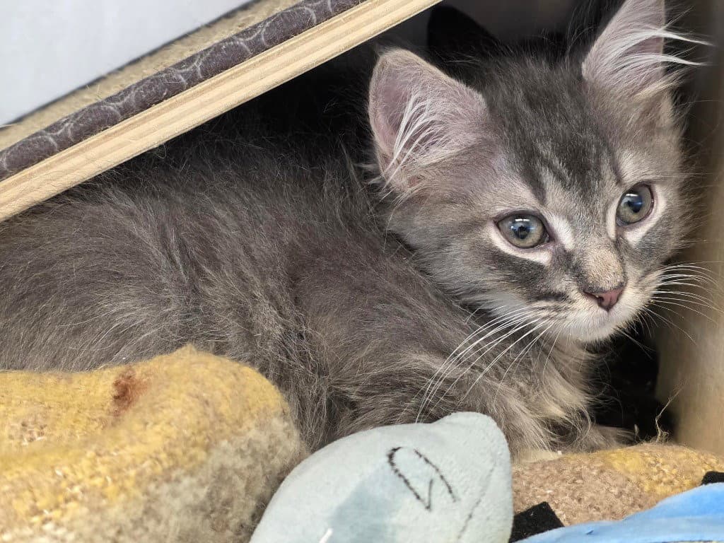Ca  Russell - Domestic Medium Hair