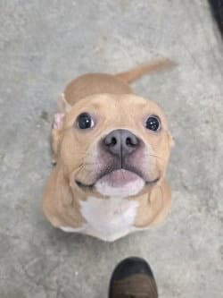 Da  Doing Her Best - Pit Bull Terrier