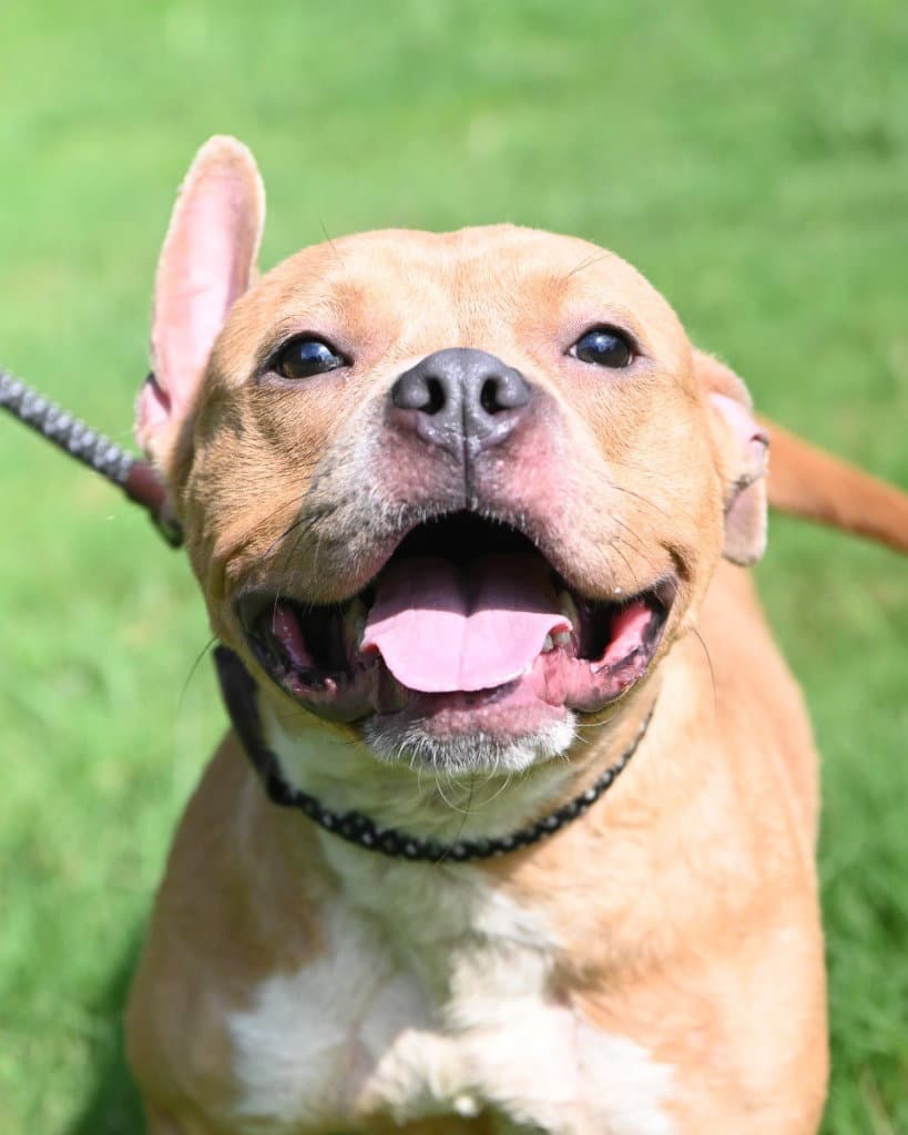 Da  Doing Her Best - Pit Bull Terrier