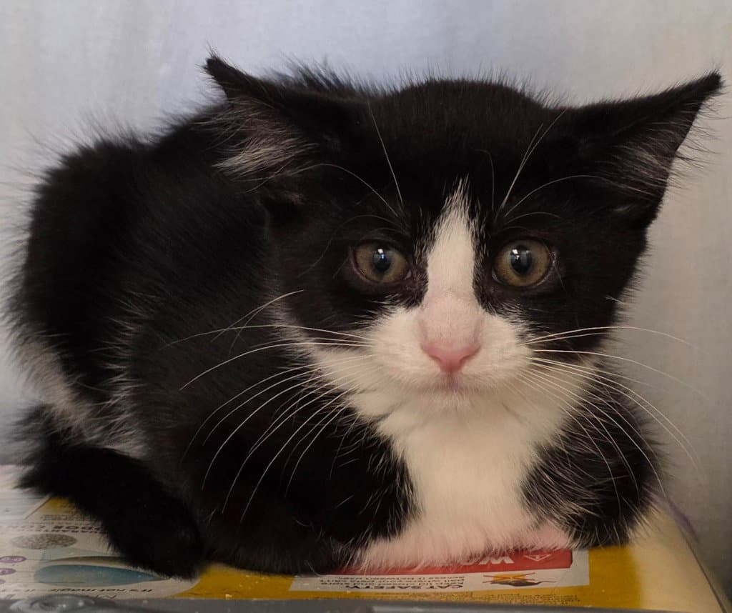 Ca  Fitz - Domestic Short Hair