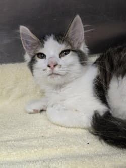 Fc  Jasper - Domestic Short Hair