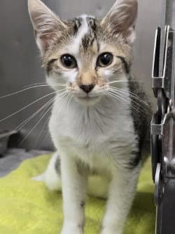 Fc  Alice - Domestic Short Hair