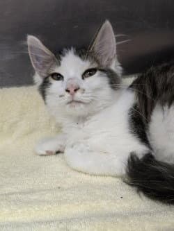 Fc  Rosalie - Domestic Short Hair