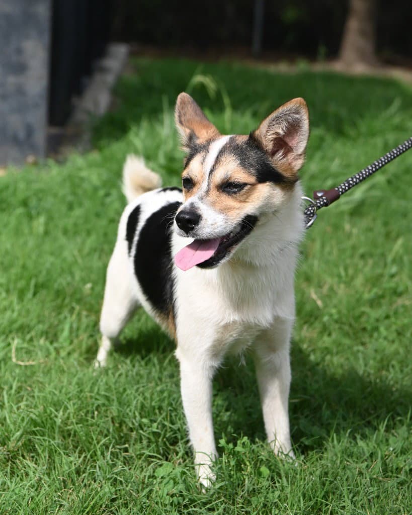 Da  Jelly - Terrier
