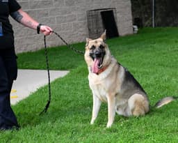 Dq  Sarge image 1