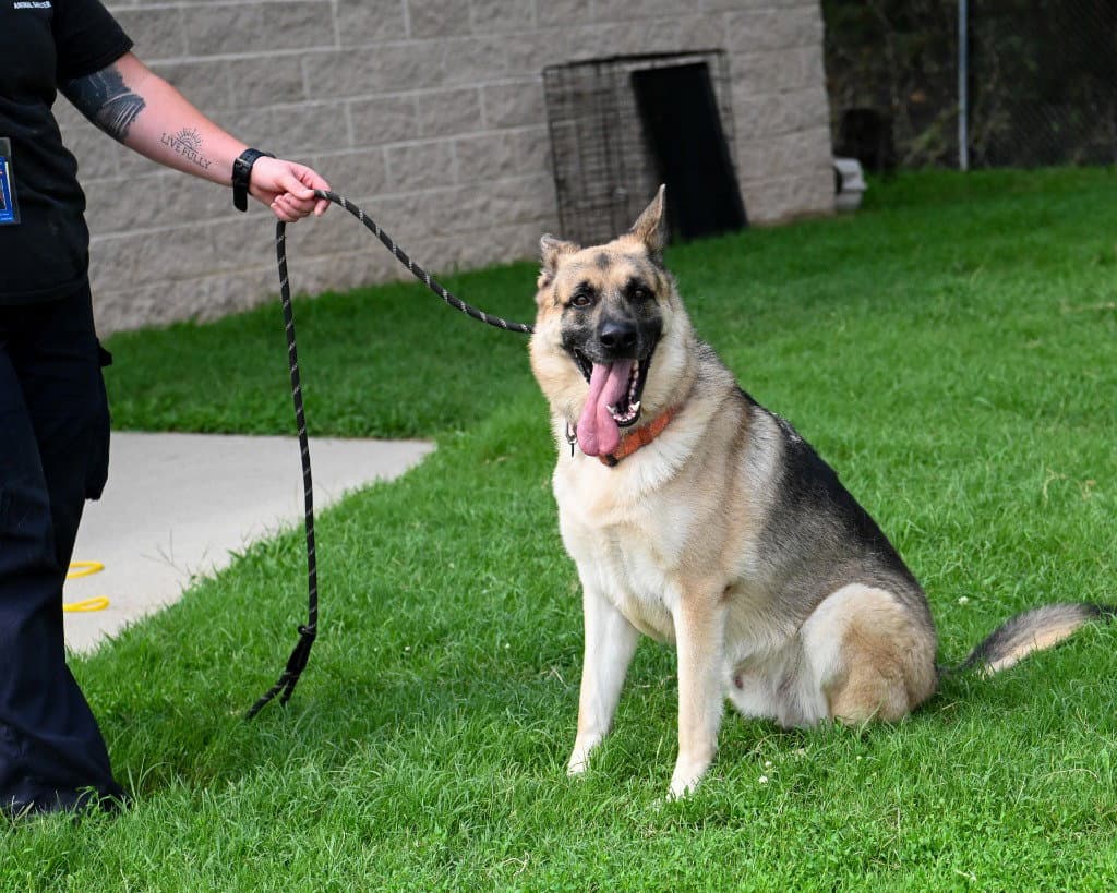 Dq  Sarge - German Shepherd Dog