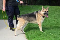 Dq  Sarge image 3