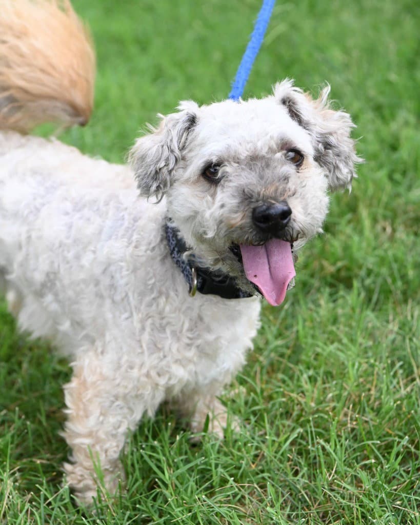 Pr  Shabby - Poodle (unknown type)