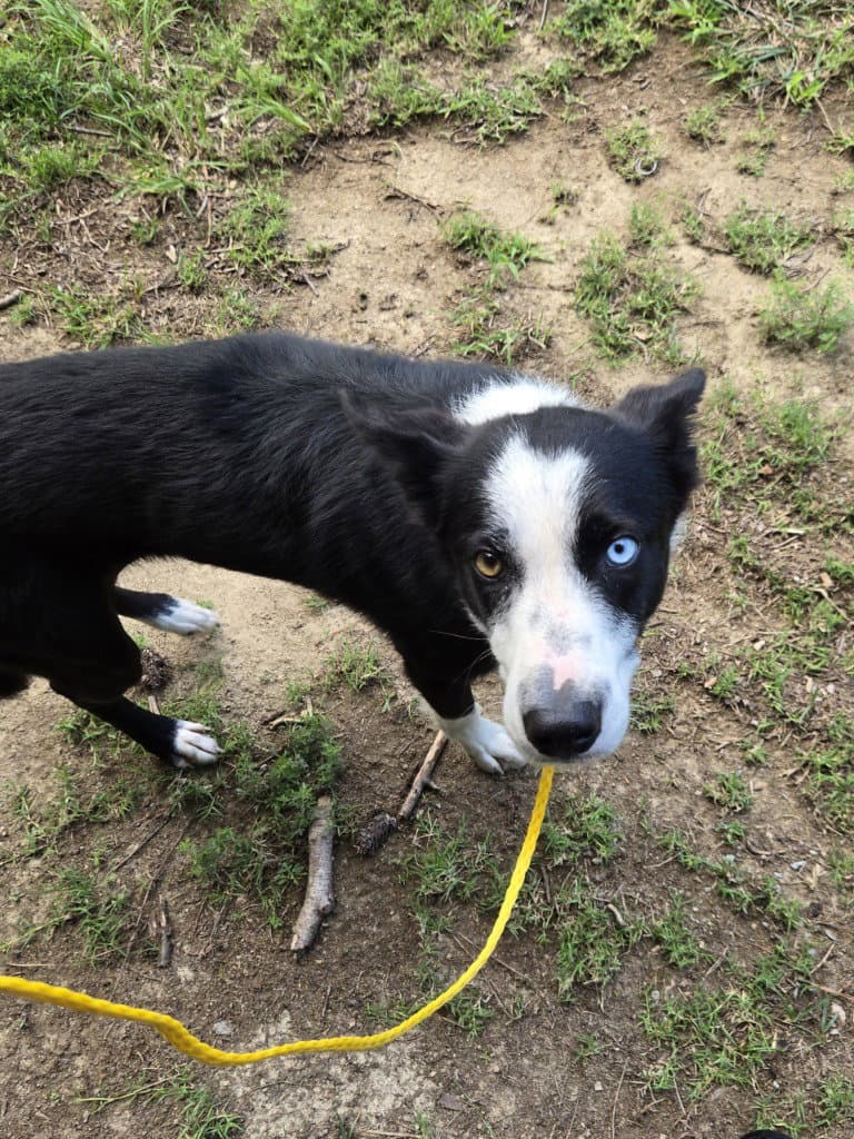 Da  Megan - Border Collie