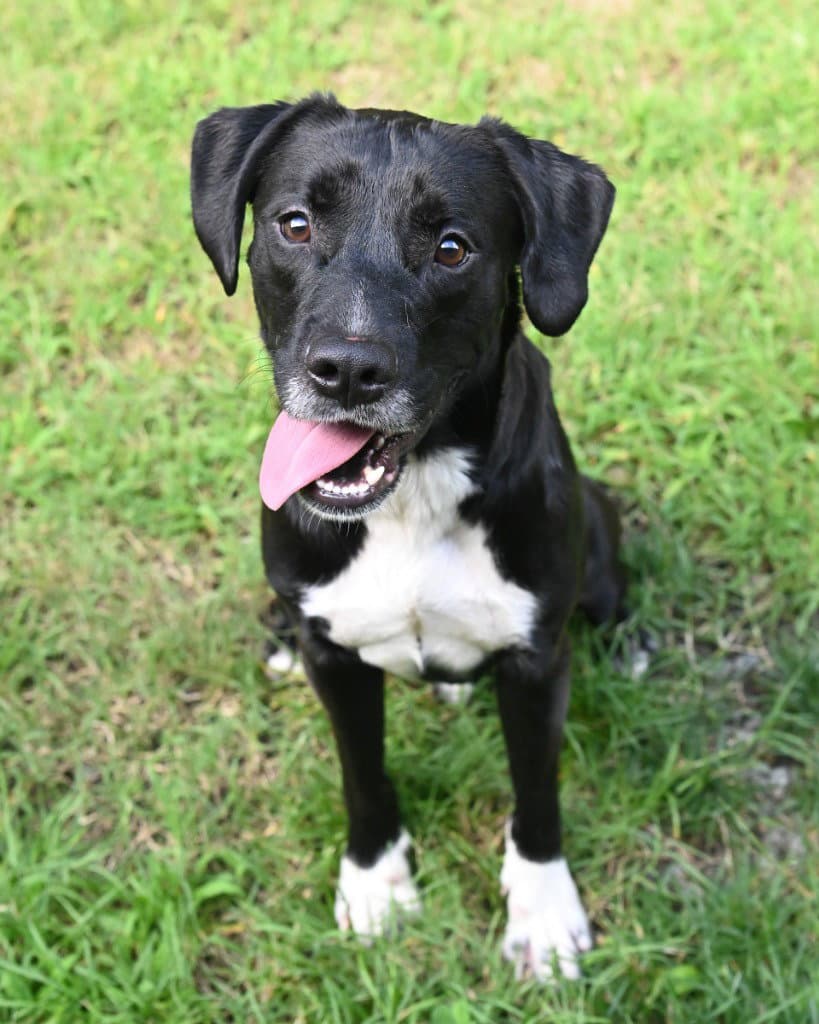 Da  Onyx - Pit Bull Terrier