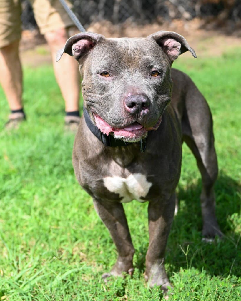 Da  Evan - Pit Bull Terrier