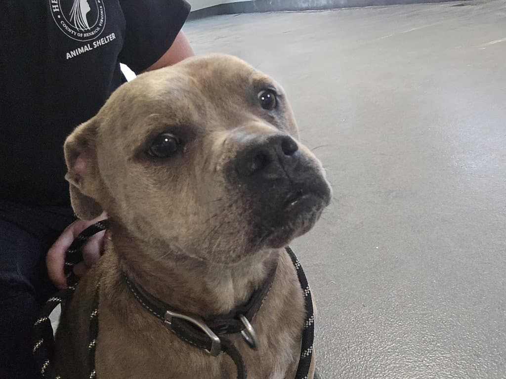 Da  Tucker - Pit Bull Terrier