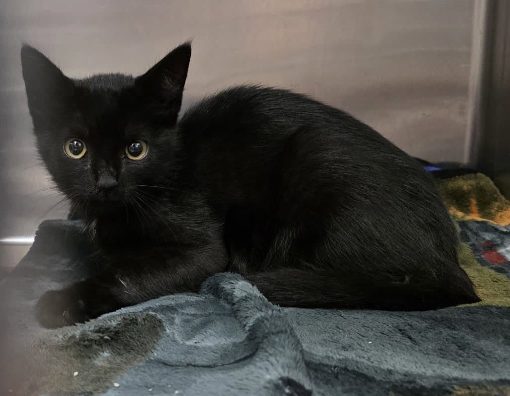Ca  Ink - Domestic Short Hair