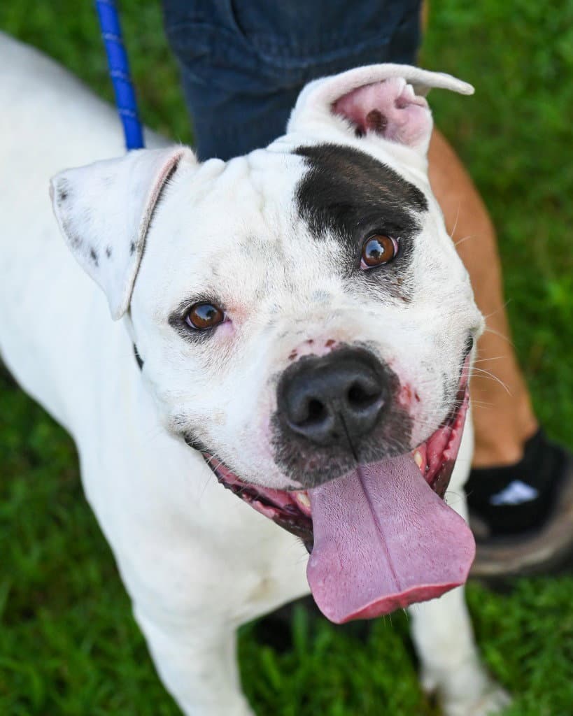 Pr  Harbor - Pit Bull Terrier