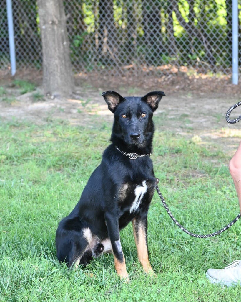 Da  Big Henry - German Shepherd Dog