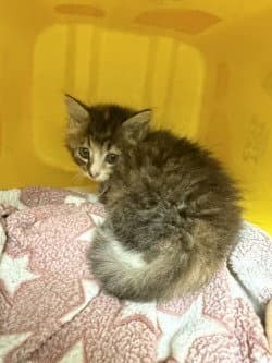 Ca  Twix - Domestic Medium Hair